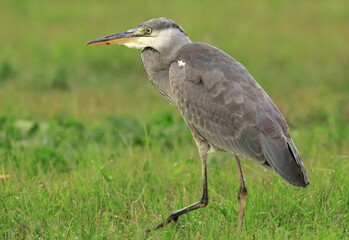 Grey Heron, hunting time on meadow