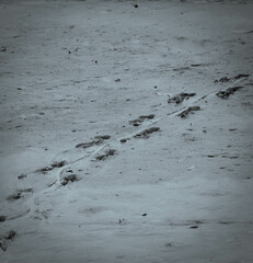 footprint on mud flat during low tide at mangrove forest park in Malaysia