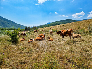Cows in the field