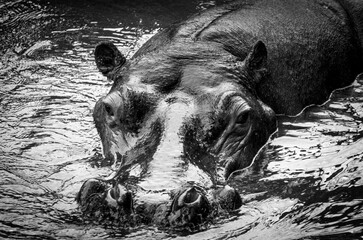 African hippo photographed close up in black and white