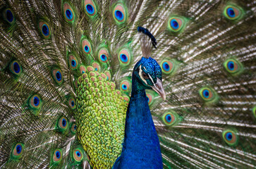 Naklejka na ściany i meble Beautiful male peacock with feathers open, close up photo