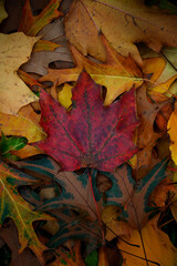 Red maple leaf on a background of yellow moldings. The concept of uniqueness and otherness. Autumn season. yellow leaves high contrast