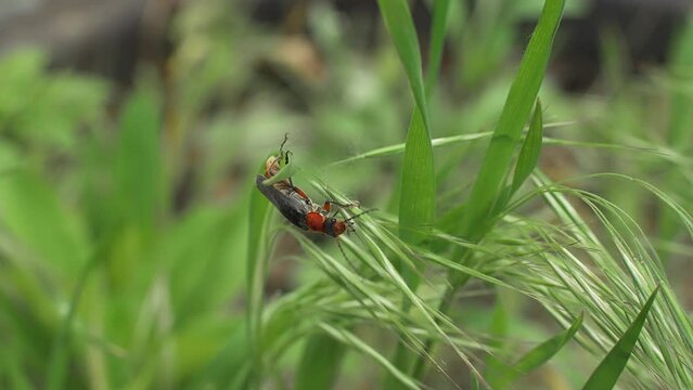 The beetle Cantharis rustica moves on a green blade of grass. Slow motion, macro shooting.