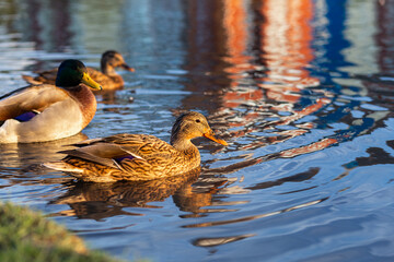 A family of mandarin ducks swims on a clear lake