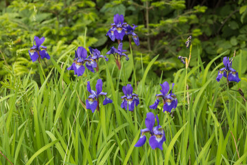 Purple Iris in the sunshine, close-up
