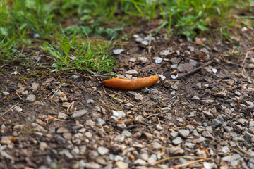Red Slug on the ground, close-up