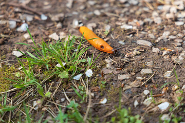 Red Slug on the ground, close-up