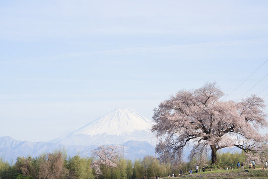 The cherry blossoms of Wanizuka are in full bloom, and the snow-capped M't Fuji can be seen beyond.