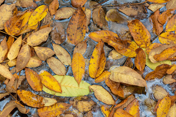 Yellow and brown leaves background.