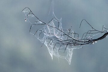  Cobwebs on the grass and branches of trees. The web grid is illuminated by the morning sunlight