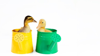 two small yellow and variegated duckling in green metal waterings can on white background,...