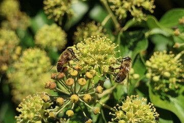 Plants close up