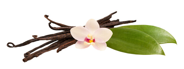 Vanilla green leaves and dried pods on tranparent background.