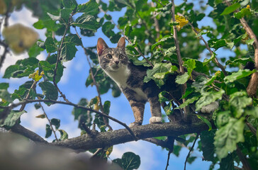 Katzen, die auf Bäume klettern und nicht herunterkommen