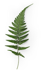 single fresh fern leaf, isolated, top view / flat lay - digital prop or design element for flatlays...
