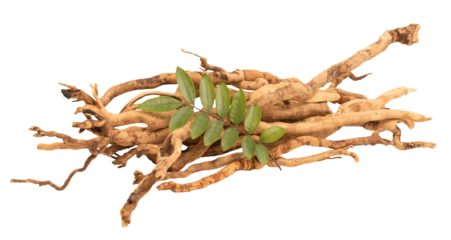 Eurycoma longifolia Jack,dried roots and green leaves on tranparent background.