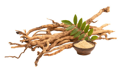 Eurycoma longifolia Jack,dried roots,green leaves and powder on tranparent background.
