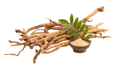 Eurycoma longifolia Jack,dried roots,green leaves and powder on tranparent background.