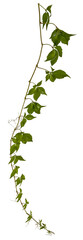 green leaves of a vine / ivy / hedera branch isolated on transparent background - png - image compositing footage - alpha channel 