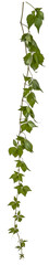 green leaves of a vine branch isolated on transparent background - png - image compositing footage - alpha channel - climbing plants - high resolution