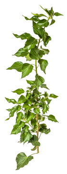 green leaves of a ivy / hedera branch isolated on transparent background - png - image compositing footage - alpha channel 
