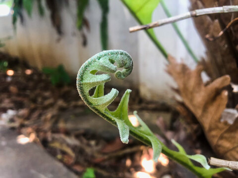 Fiddlehead fern with little tree twig