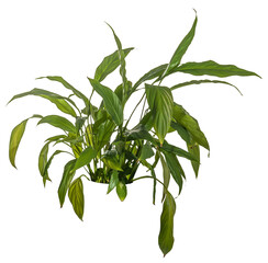 green leaves of fern plant isolated on a transparent background - png - image compositing footage