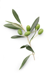 fresh olive twig with several green olives on it, typical for mediterranean countries like Italy or...