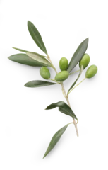 Foto auf Acrylglas fresh olive twig with several green olives on it, typical for mediterranean countries like Italy or Greece, isolated, flat lay / top view © Anja Kaiser
