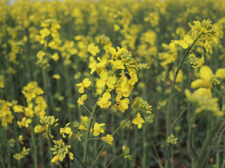 The yellow rape flowers of spring paint the landscape with their bright, sunny hue, filling the air with a sweet fragrance.