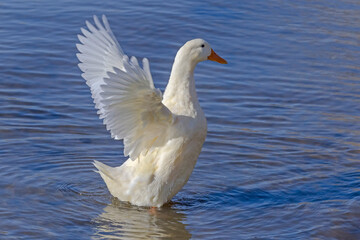 Fototapeta na wymiar white duck standing in a water