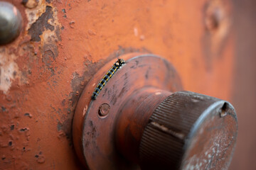 a small black and yellow caterpillar on a street iron door