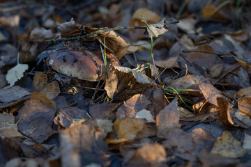 forest mushroom with a brown cap in the foliage