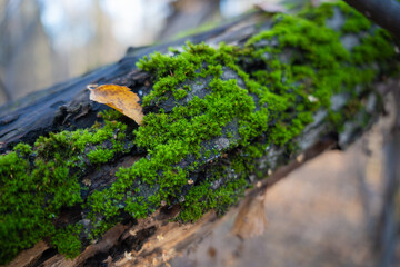green moss on an old forest tree
