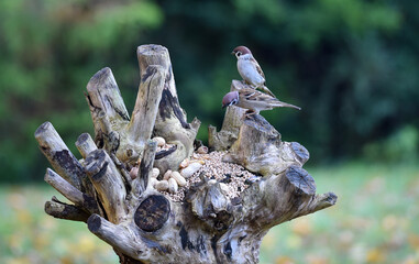 Haussperlinge am Futterplatz