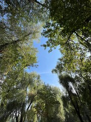 Trees in the forest