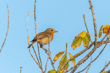 European Robin perched on a tree branch