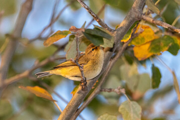 Common Chiffchaff perched on a tree branch