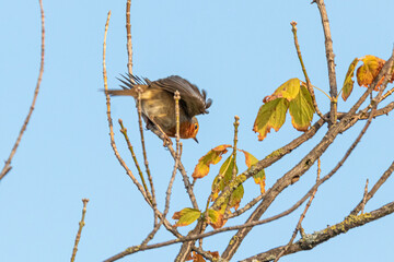 European Robin taking flight from a tree branch