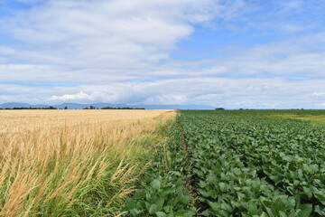 Fields under cultivation in summer, Québec, Canada