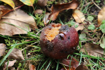 Fallobst Apfel liegt zwischen Laub auf Rasen