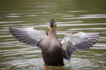 カルガモがダイナミックに羽ばたく