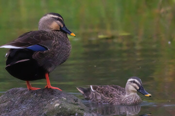 カルガモのつがい