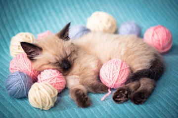 Fototapeta na wymiar A small Siamese kitten sleeps in knitted balls of skeins of threads on a blue plaid