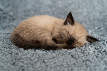A cute little Siamese kitten sleeps sweetly, curled up in a ball, on a gray plaid