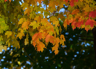 Fototapeta premium Orange and yellow autumn maple leaves
