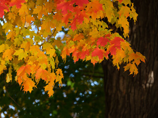 Orange and yellow autumn maple leaves