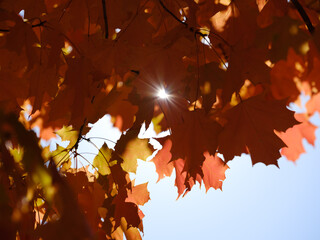 Starburst through orange autumn Maple Leaves