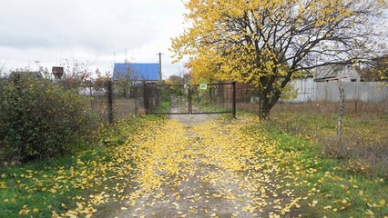 Yellow leaves fell from the tree