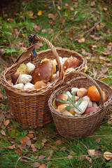 a wicker basket filled with wild mushrooms on the background of autumn leaves